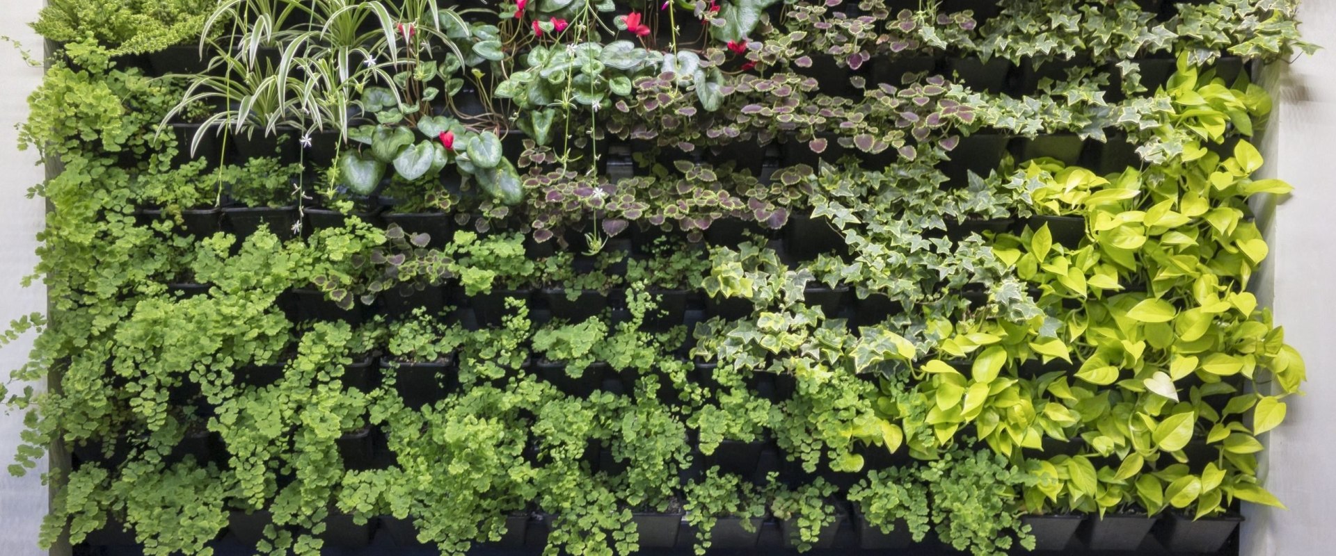 Best Practices for Keeping Your Moss Wall and Vertical Garden Healthy