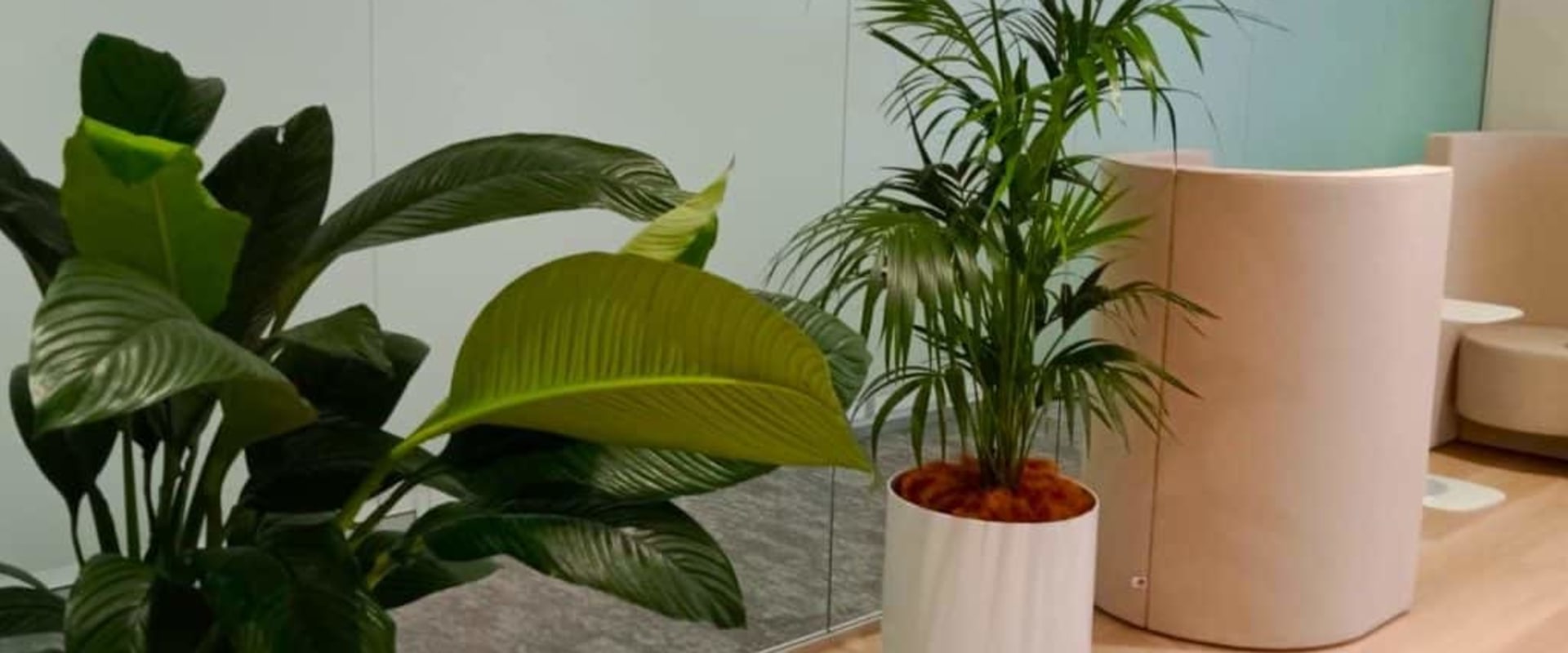 Boosting productivity and creativity with indoor plants