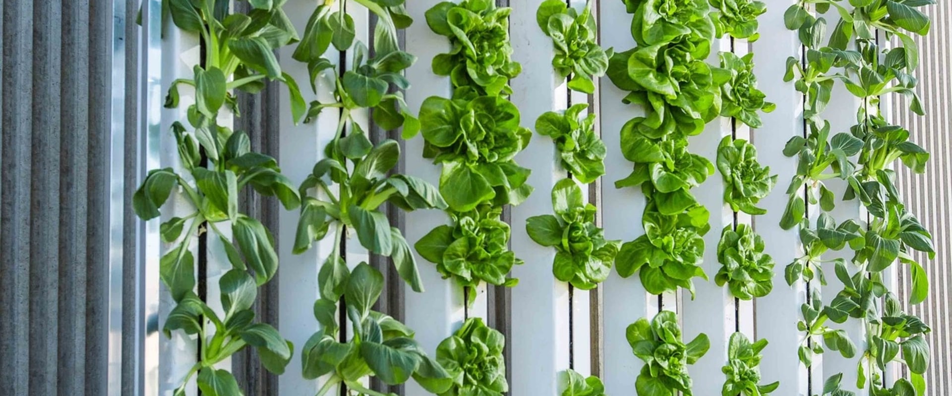 How to Install a Vertical Garden Indoors: A Step-by-Step Guide