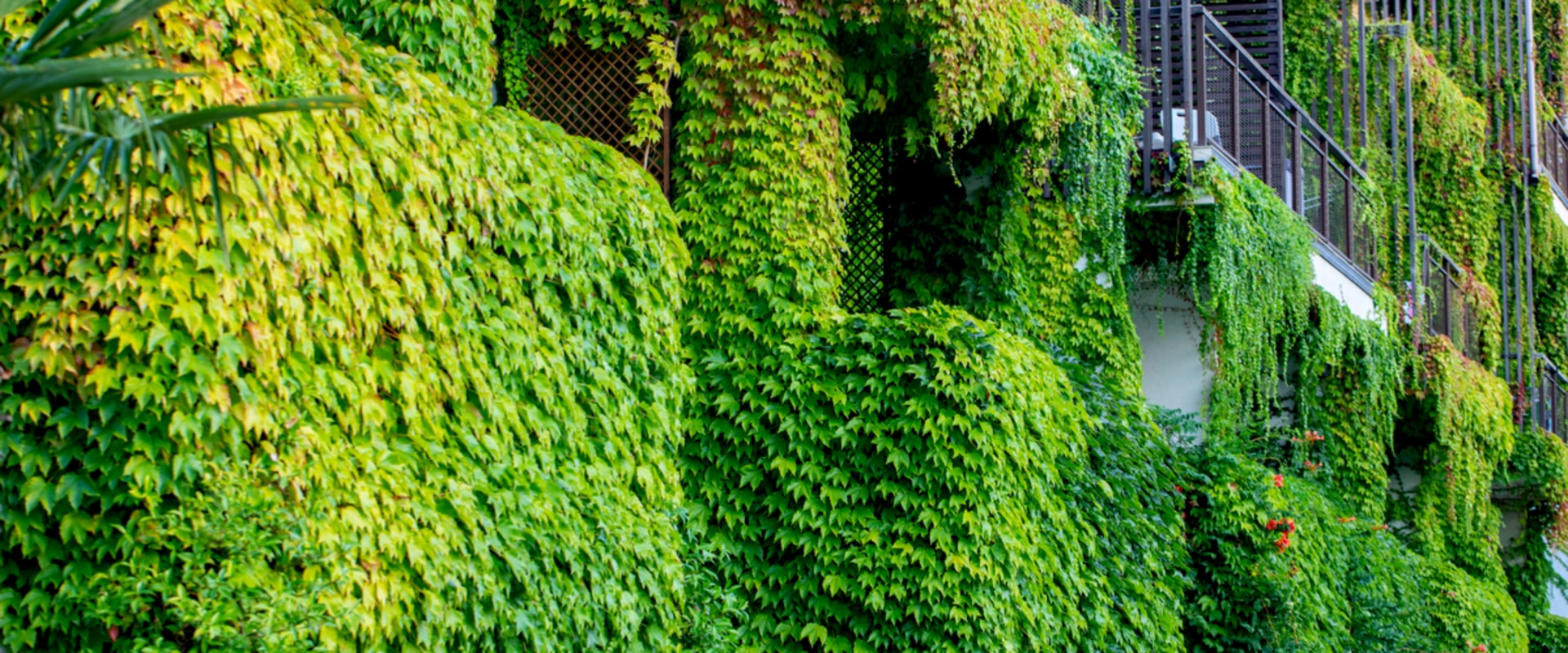 Improving Air Quality with Plants: A Guide to Moss Walls and Vertical Gardens