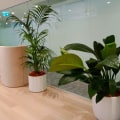 Boosting productivity and creativity with indoor plants