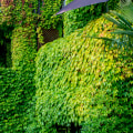 Improving Air Quality with Plants: A Guide to Moss Walls and Vertical Gardens